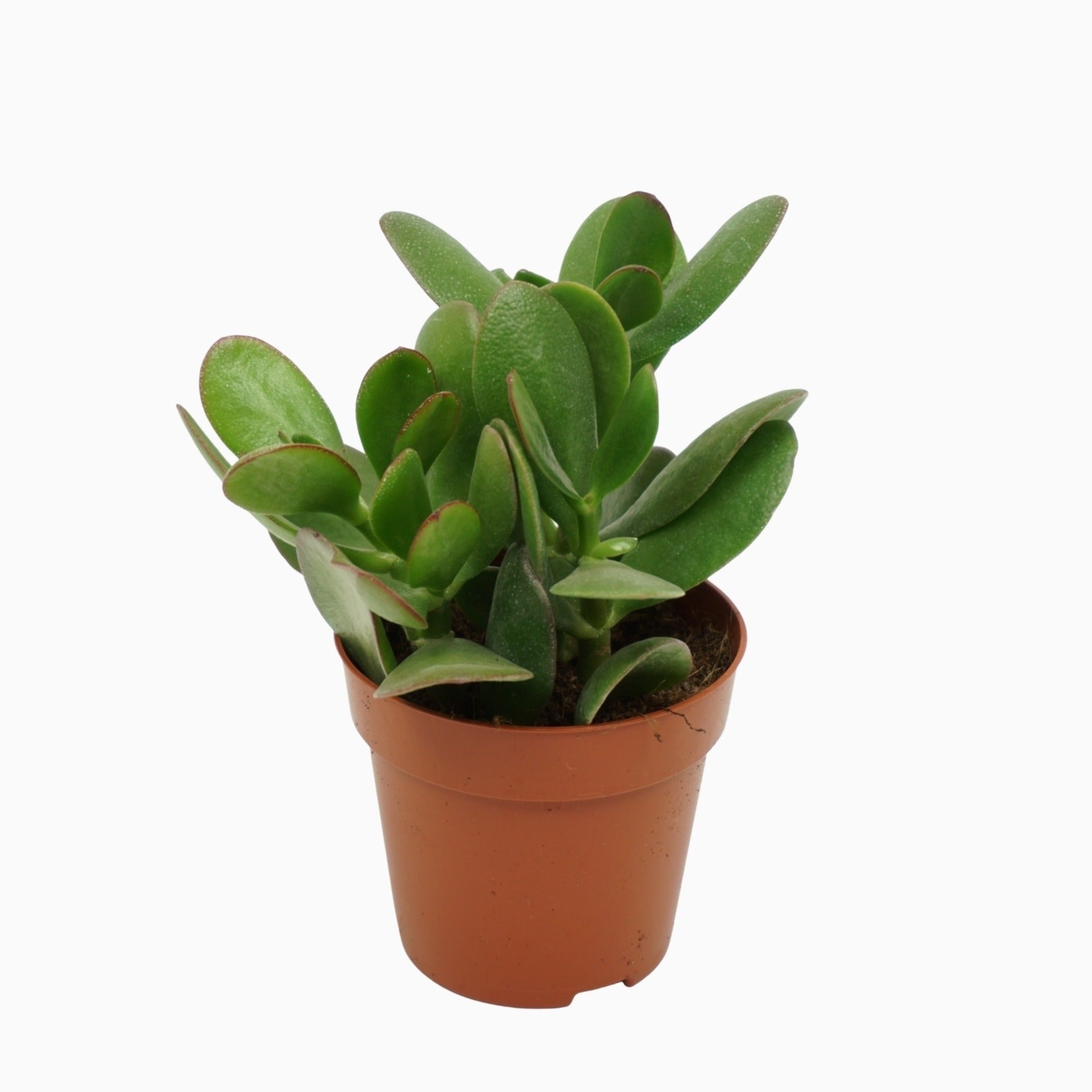 Crassula ovata 10cm 8.5cm Pot