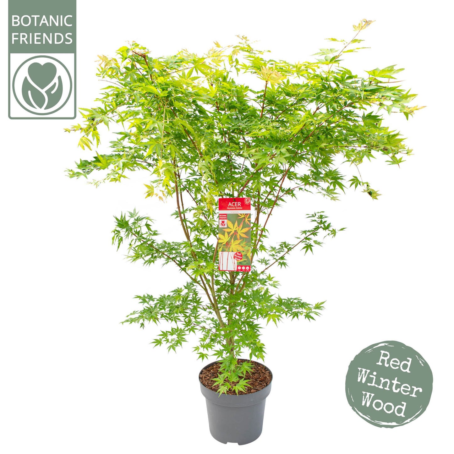 Acer Sangokaku 120cm 30cm Pot