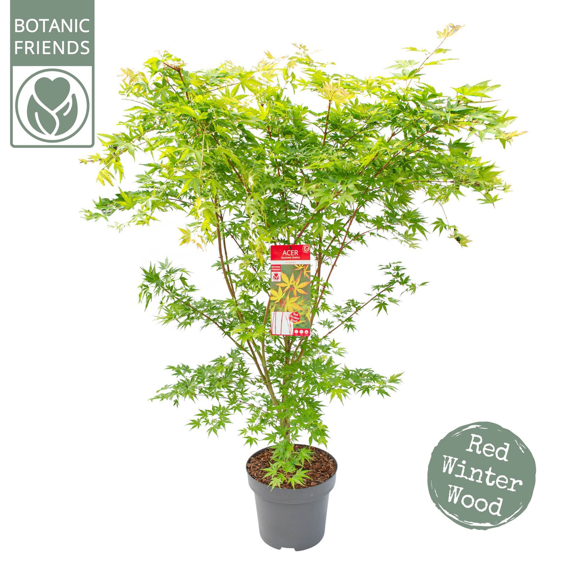 Acer Sangokaku 120cm 30cm Pot