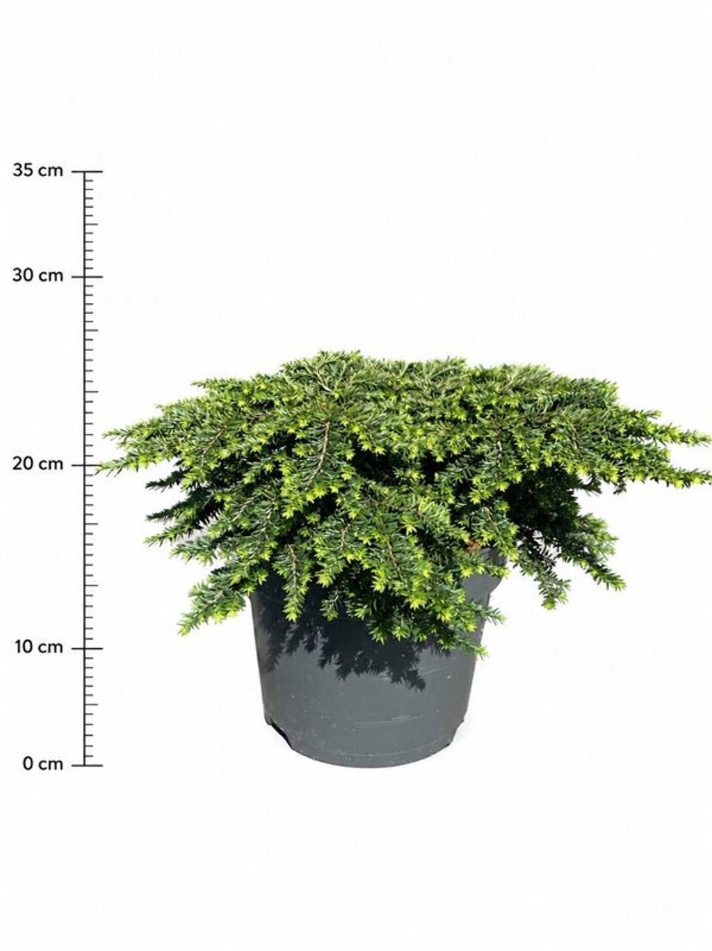 Tsuga canadensis 45cm 26cm Pot