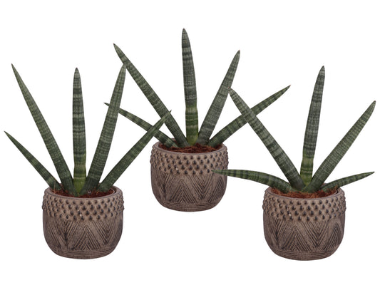Sansevieria cyl. Handshake 45cm 16cm Pot
