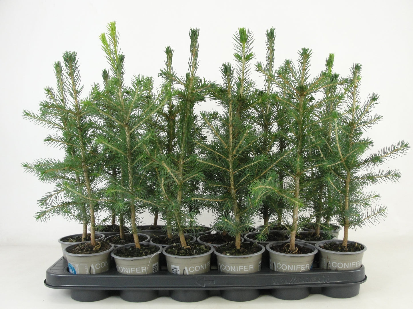 Bloemendaal, Fa.Kw. Picea abies Pack of 18