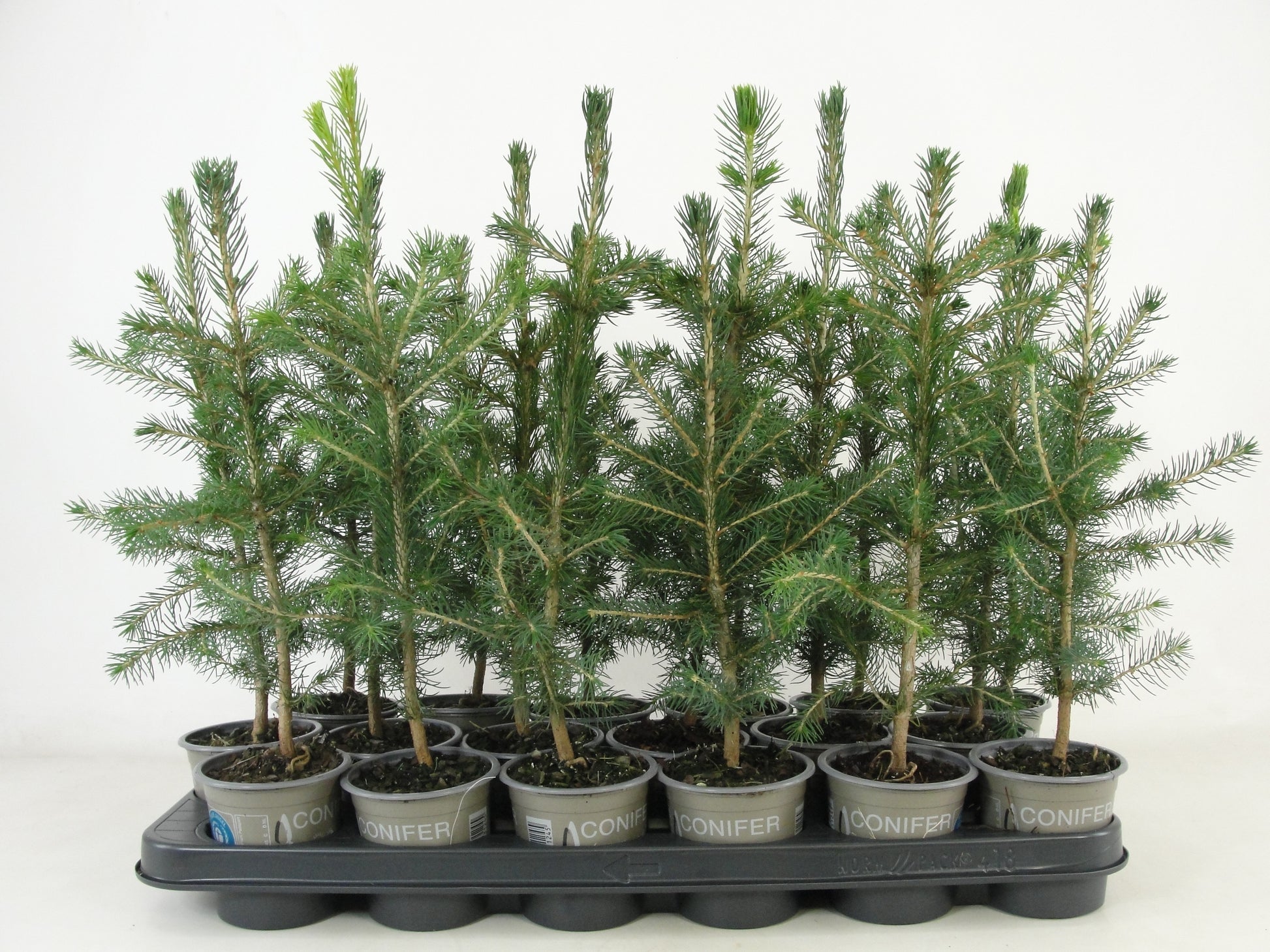 Bloemendaal, Fa.Kw. Picea abies Pack of 18