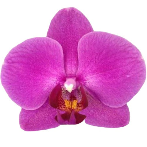 Phalaenopsis purple 45cm 12cm Pot