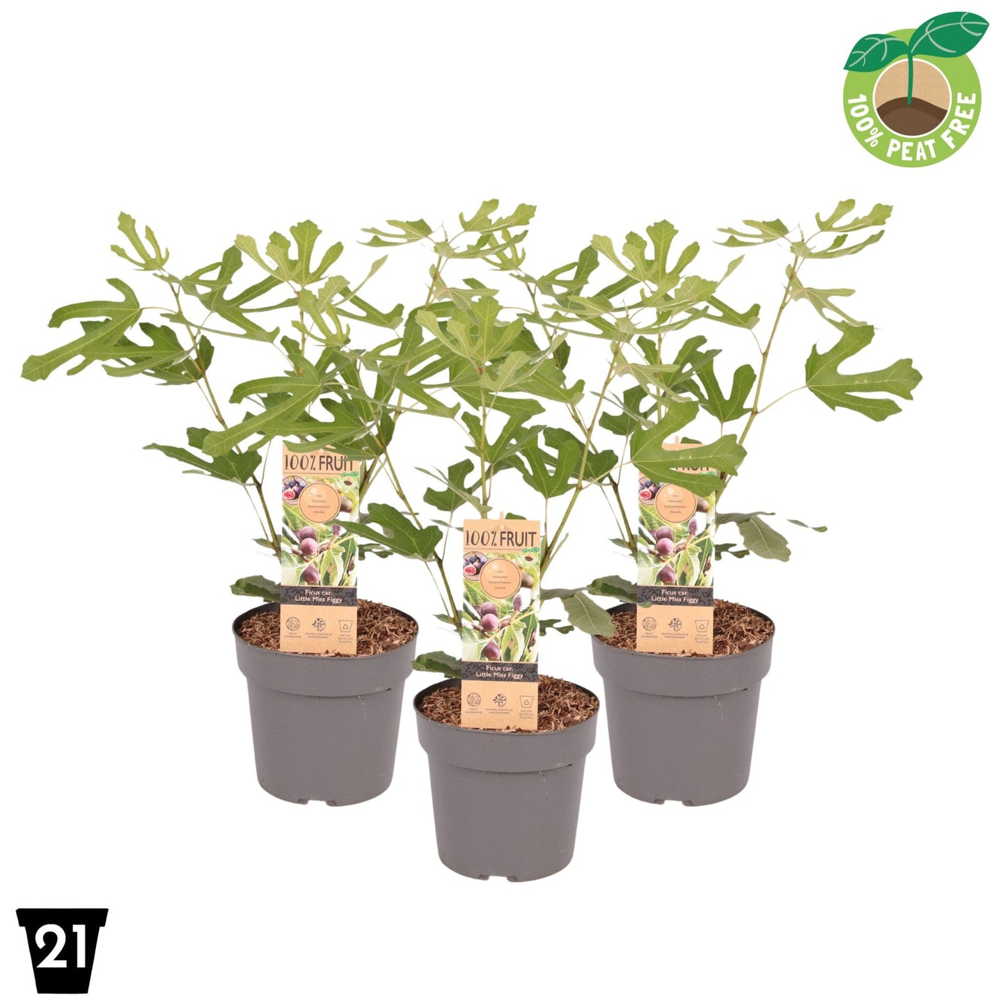 Streng Growers B.V. Ficus carica ("Fig") Little Miss Figgy Pack of 1