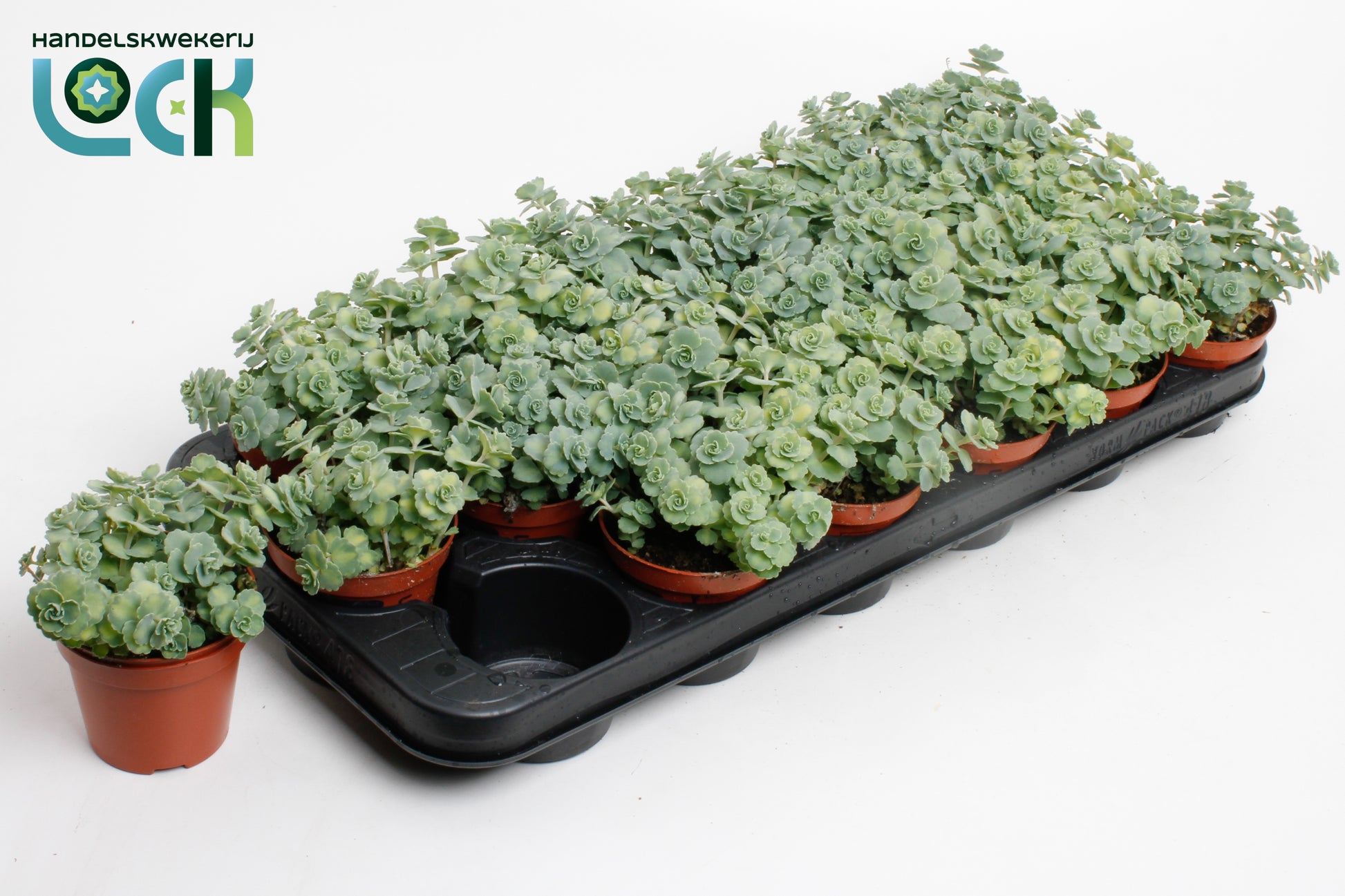 Sedum sieboldii (O) 15cm 8.5cm Pot
