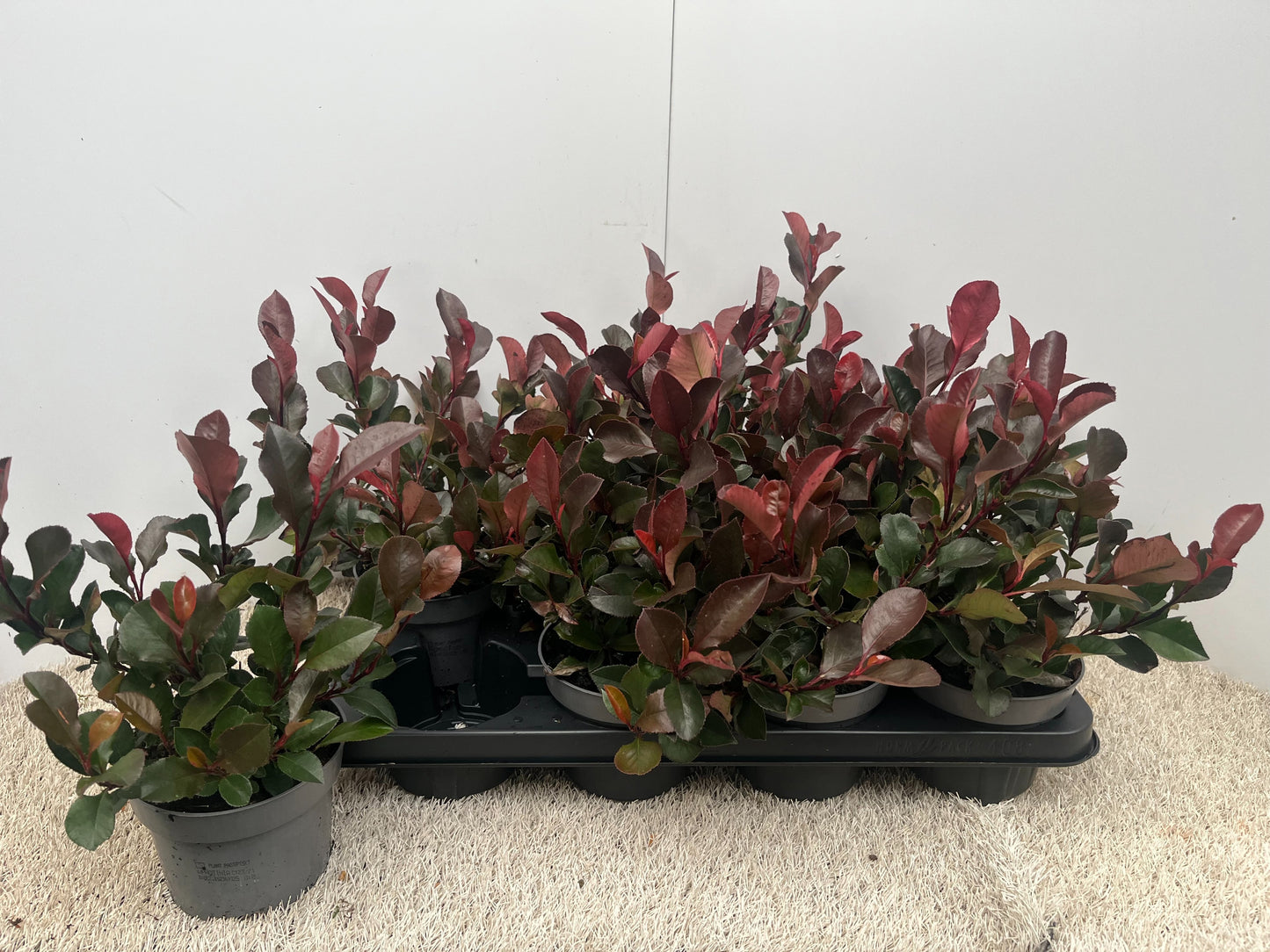 Vandaflowers BVBA Photinia Little Red Robin Pack of 8