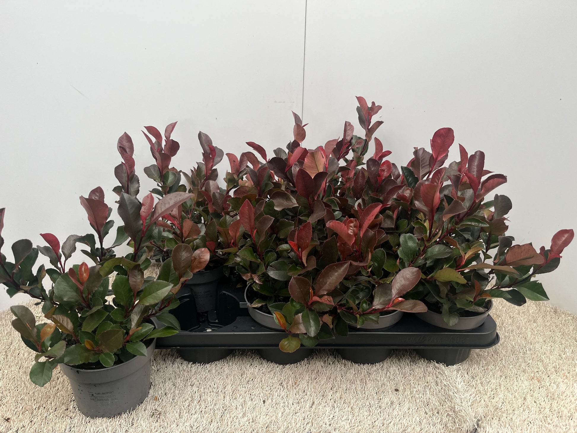 Vandaflowers BVBA Photinia Little Red Robin Pack of 8