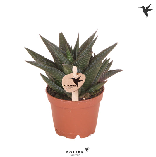 OK Plant Haworthia limifolia Pack of 20