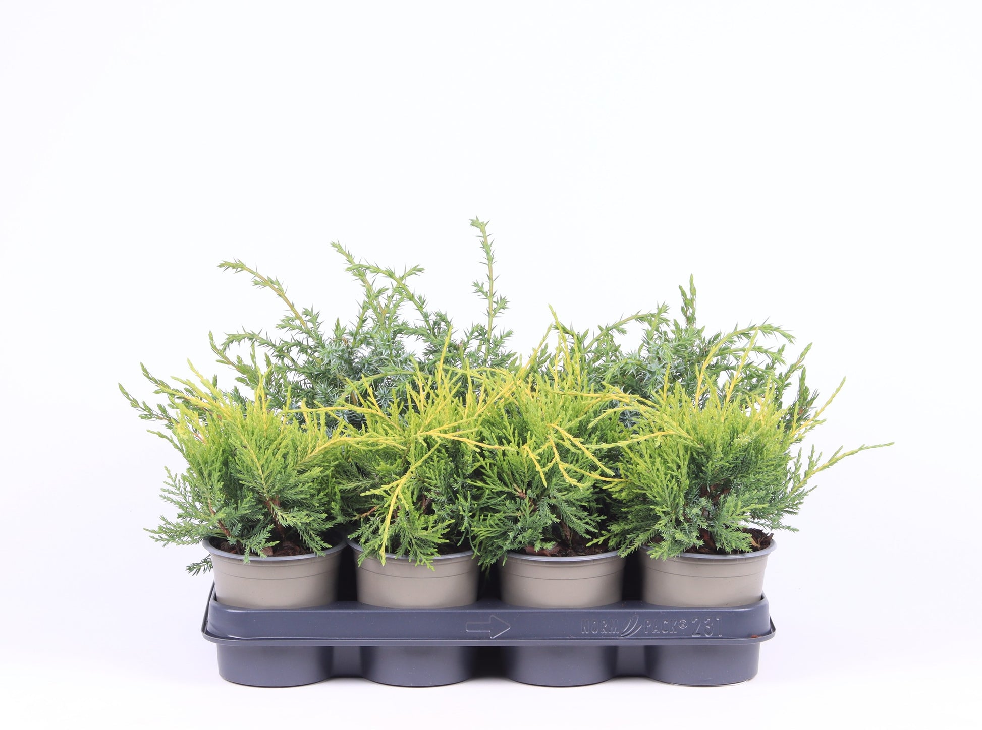 Juniperus mix 20cm 11cm Pot