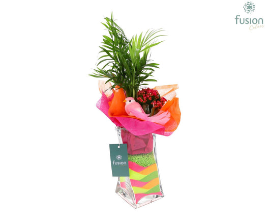 Glas Twistervaas D10 met arrangement Kalanchoe chameadorea 35cm 10cm Pot