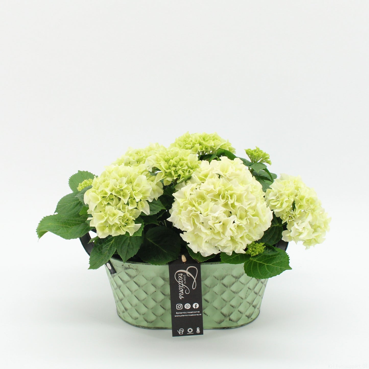 Hydrangea arrangement 30cm 25cm Pot
