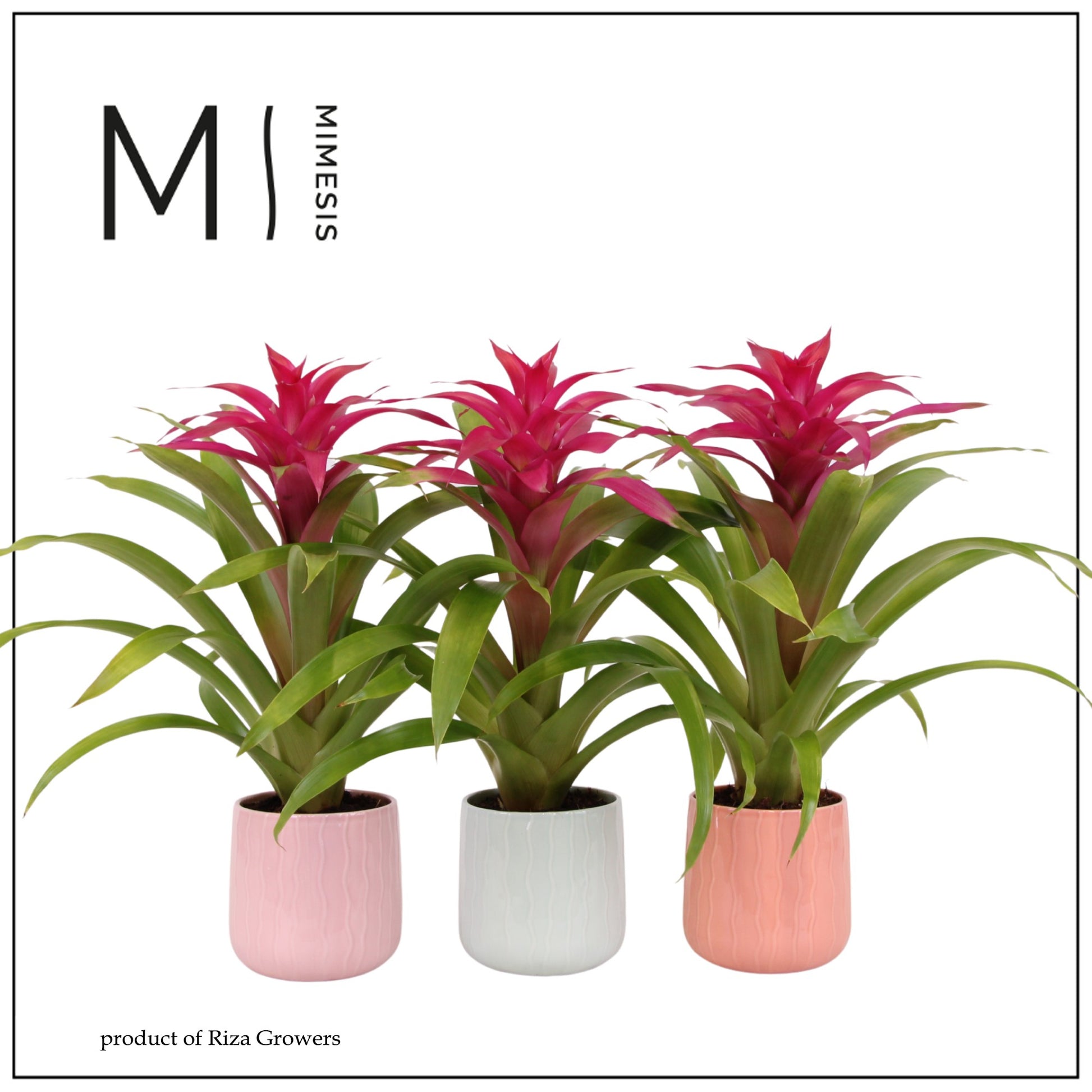 Guzmania Deseo Pink 47cm 12cm Pot
