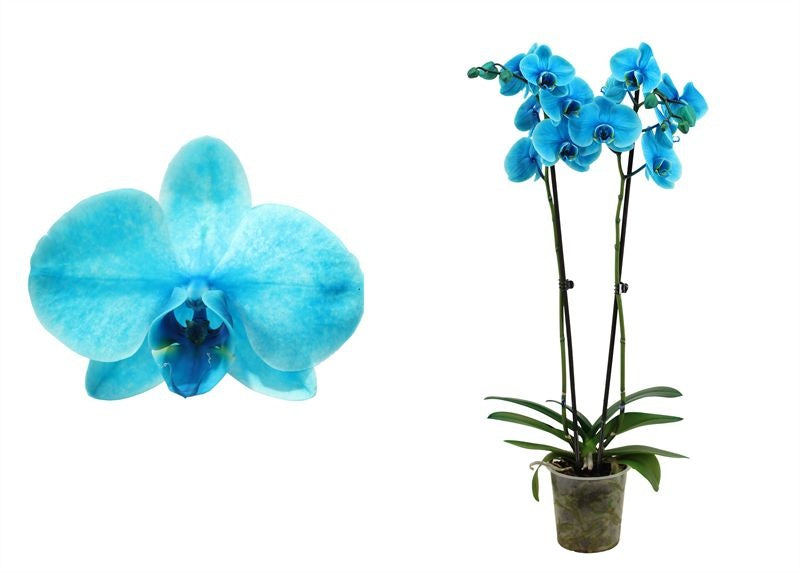 Phalaenopsis Hybrid 70cm 12cm Pot