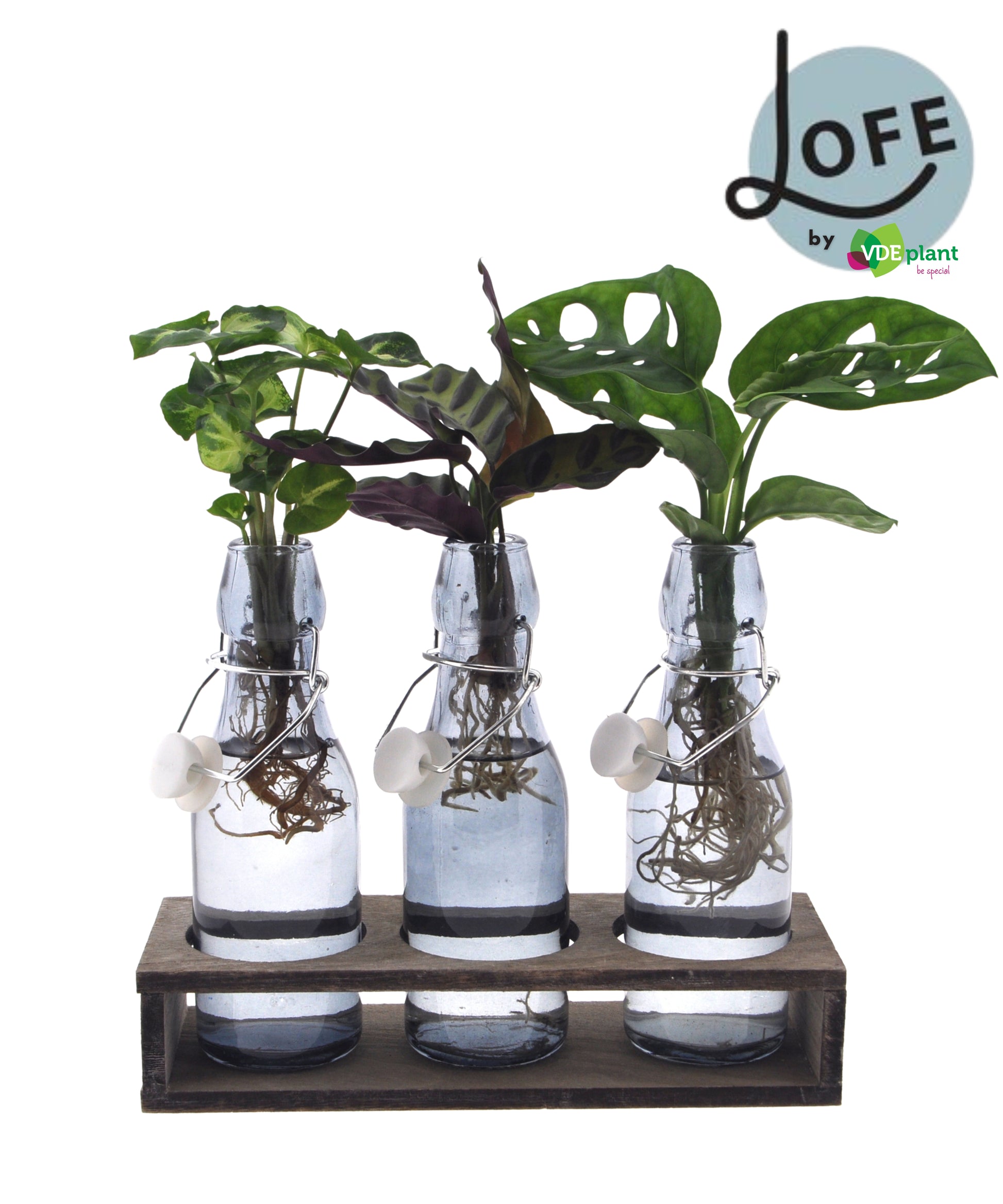 VDE plant BV arr. Houseplants Lofe Pack of 2