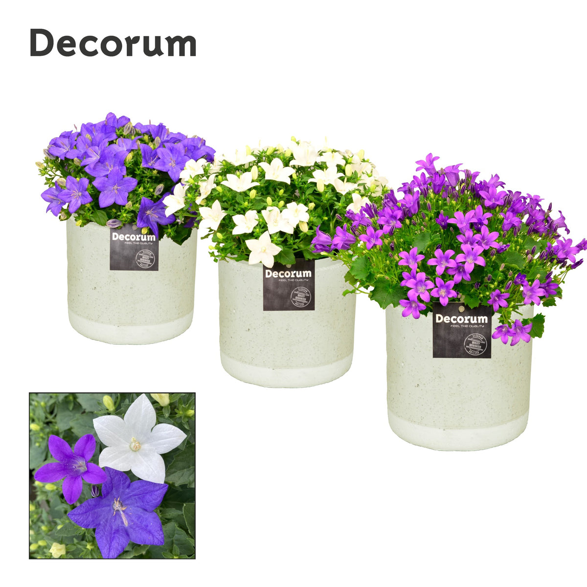 Campanula Hybrid 17cm 14cm Pot