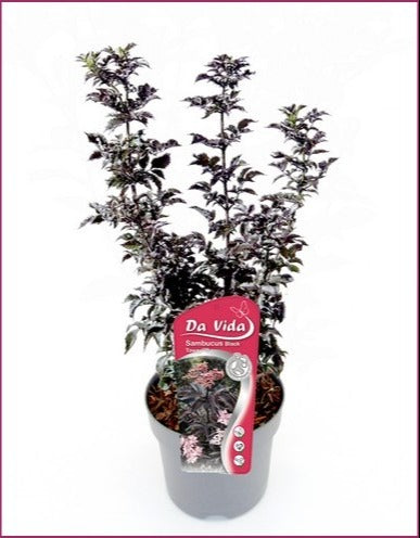 Van den Dool Cultures BV Sambucus nig. Black Tower Pack of 1