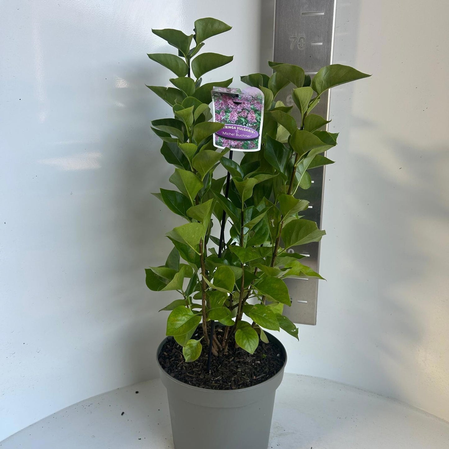 Syringa vulgaris Michel Buchner 40cm 23cm Pot