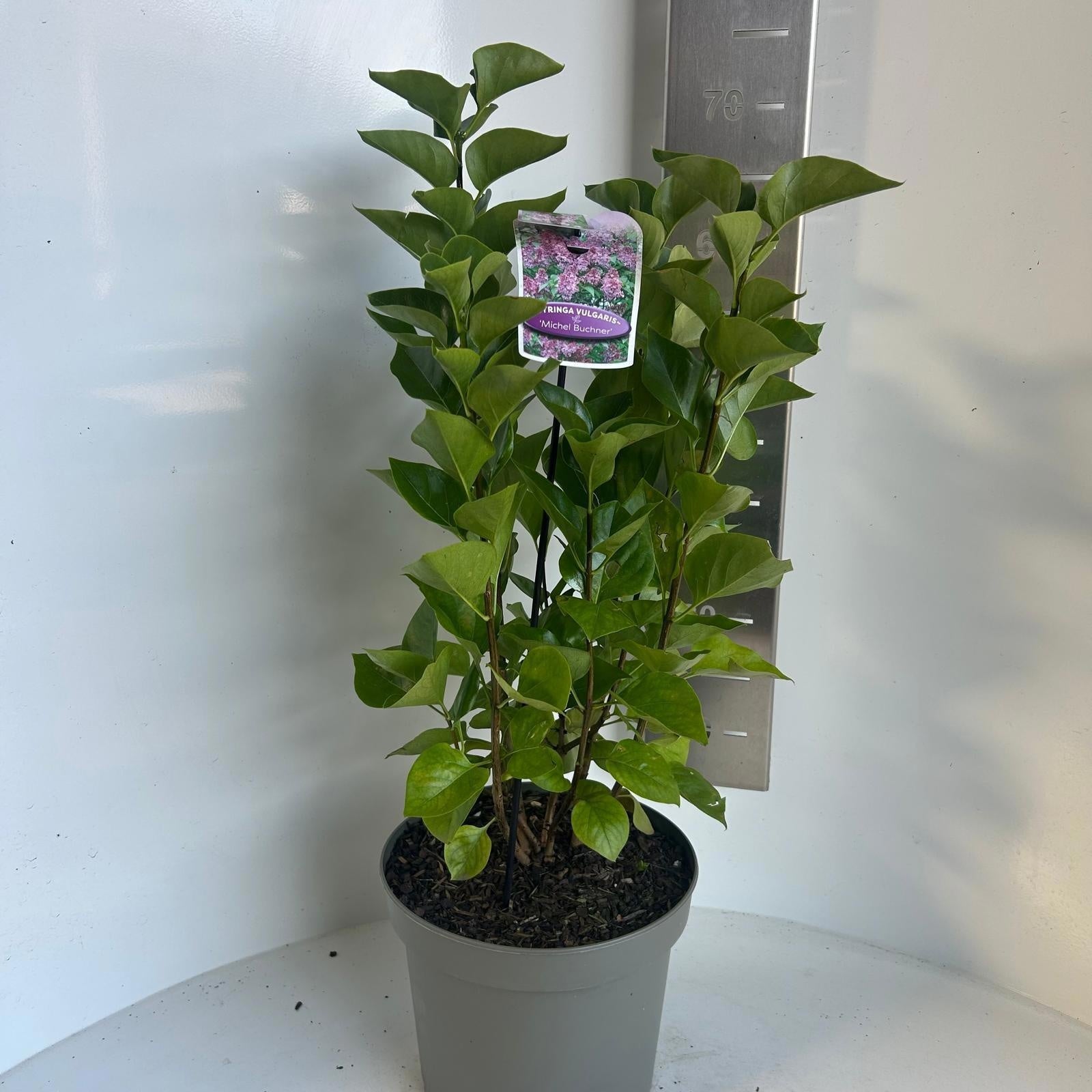 Syringa vulgaris Michel Buchner 40cm 23cm Pot