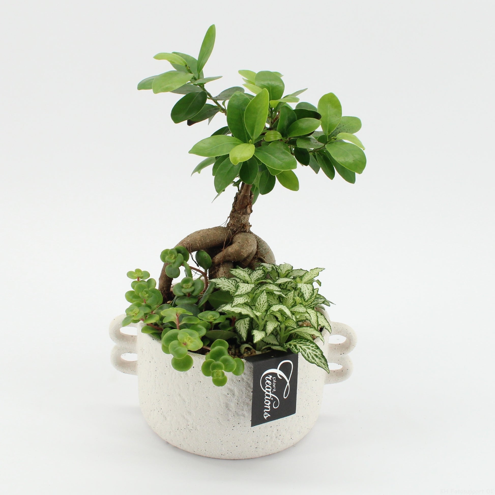 Indoor green arrangement 30cm 20cm Pot