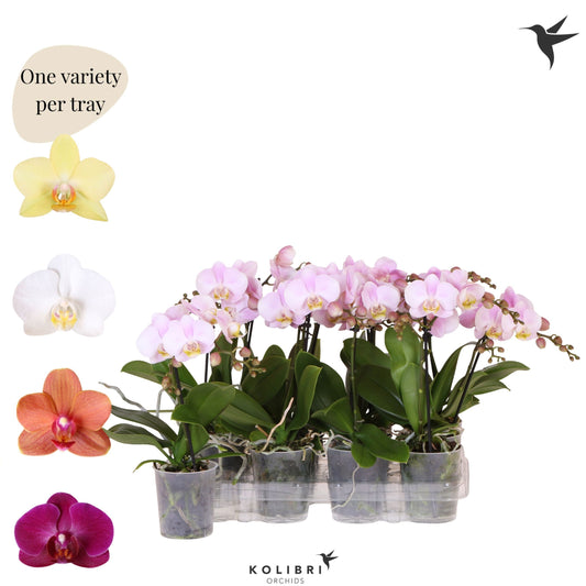 Kolibri Orchids Phalaenopsis Mineral diverse 1 spike no potcover 40cm 9cm Pot