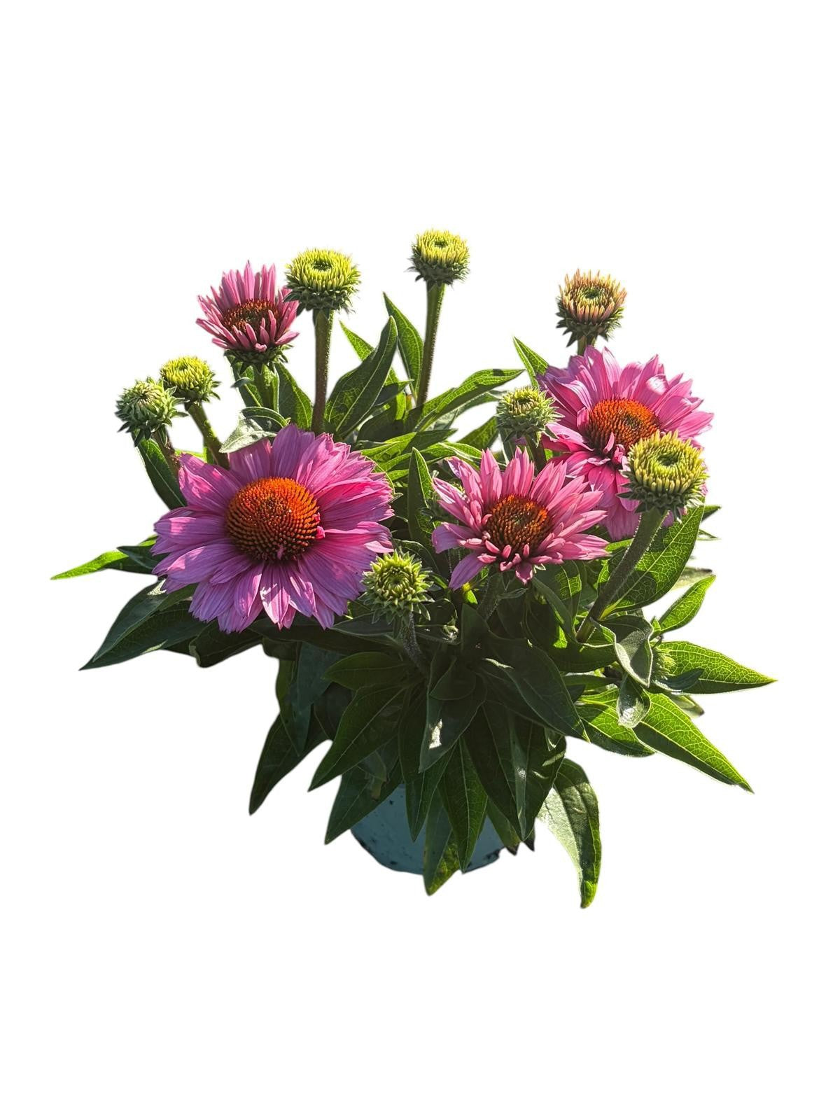 Echinacea SunSeekers Pink 40cm 14cm Pot