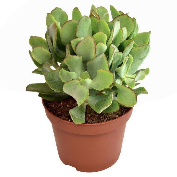Crassula undilatifolia 15cm 510cm Pot