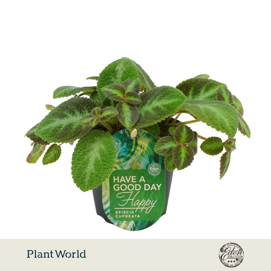 Episcia cup. Neon Surprise 20cm 12cm Pot
