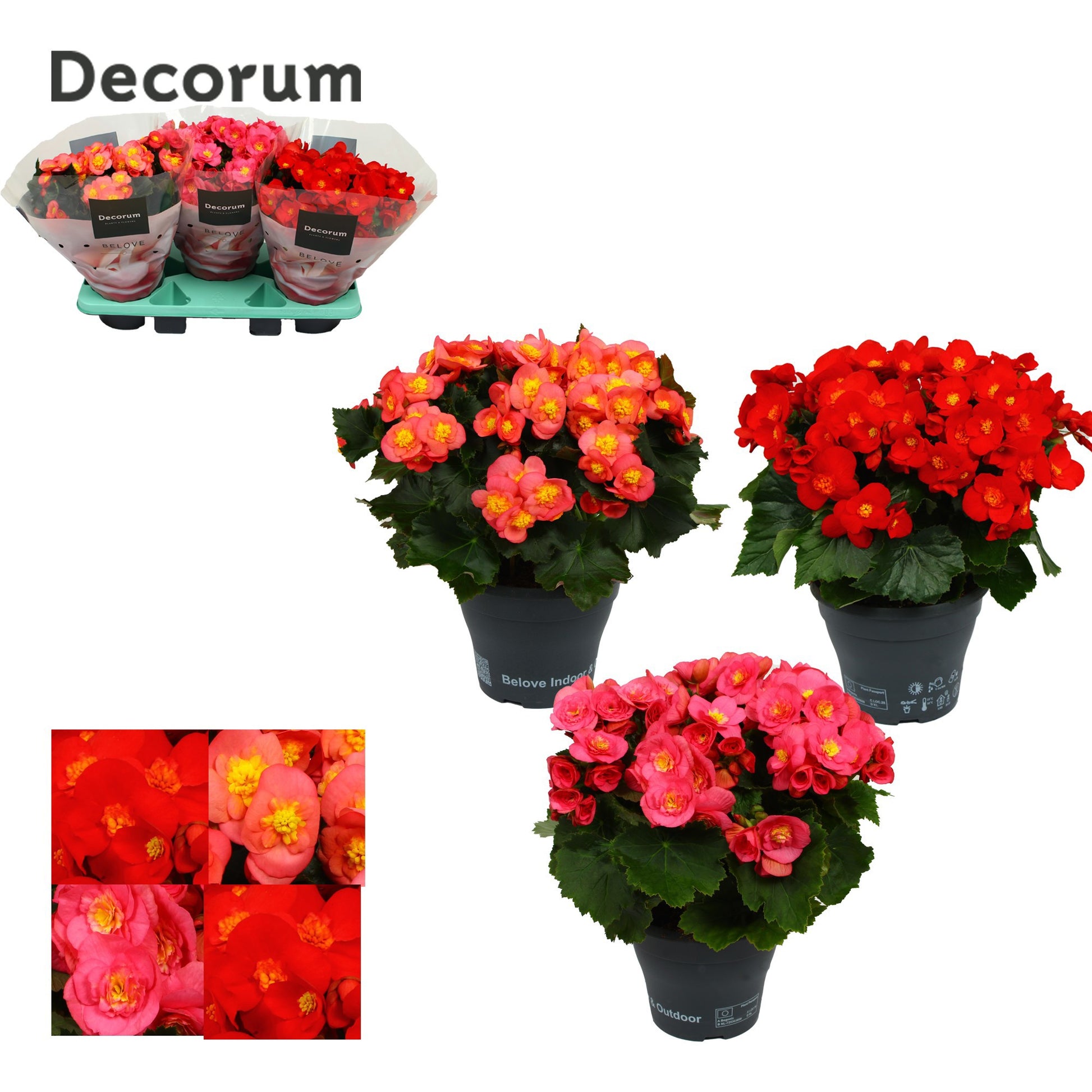 Begonia el. Belove mix 35cm 19cm Pot