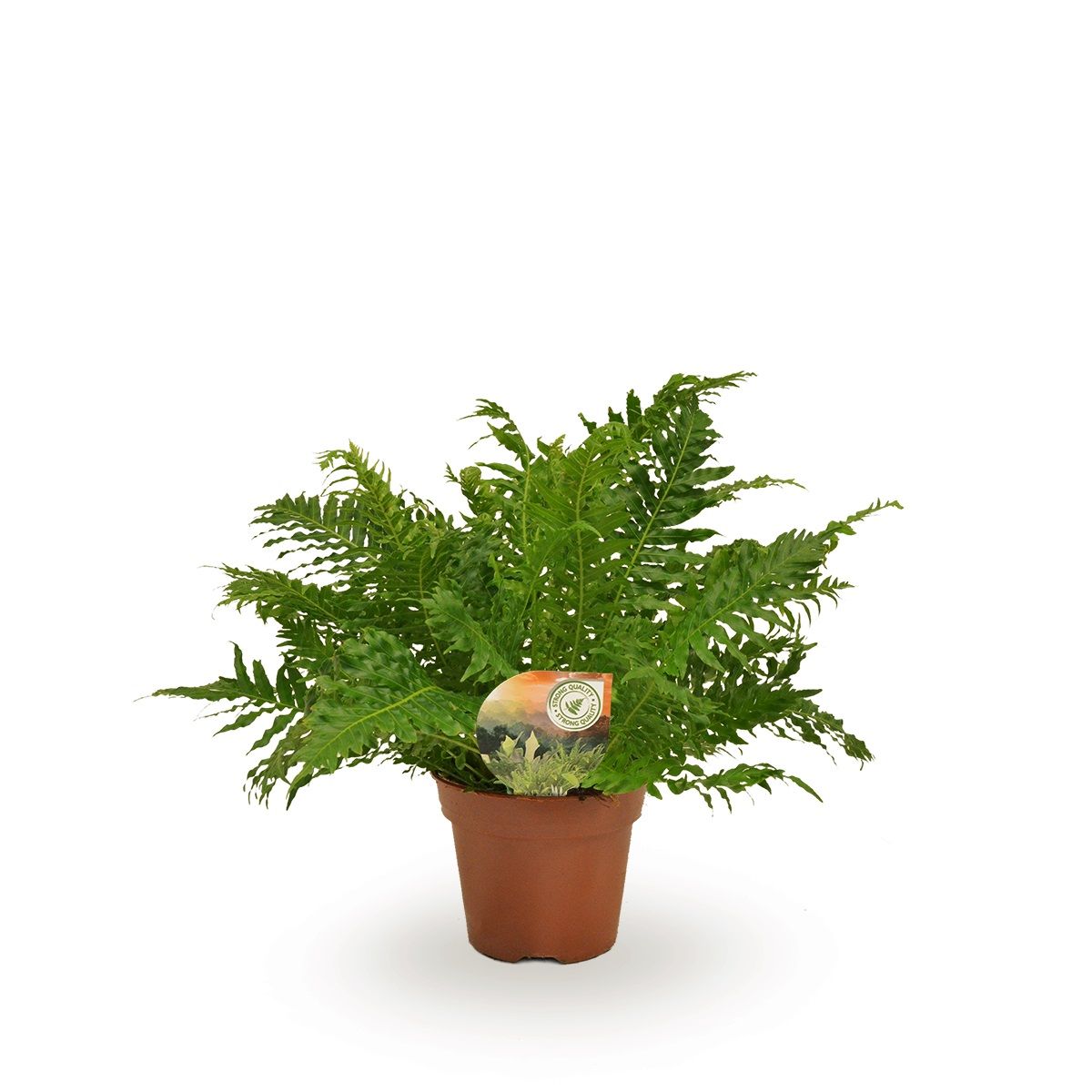 Blechnum Silver Lady 50cm 17cm Pot