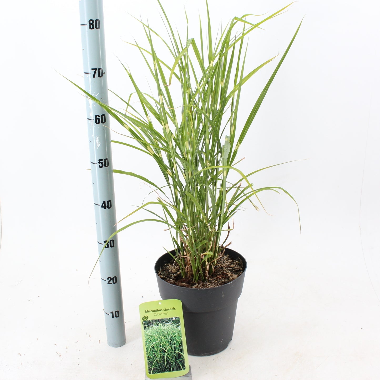 Miscanthus Zebrinus 30cm 23cm Pot