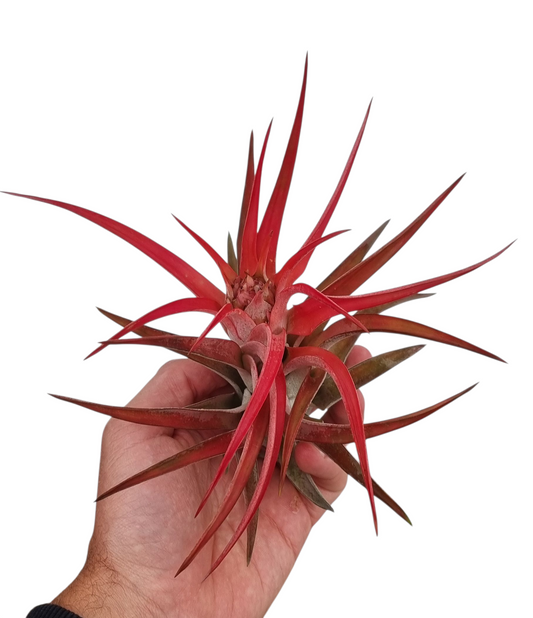 Tillandsia ionantha 15cm 10cm Pot