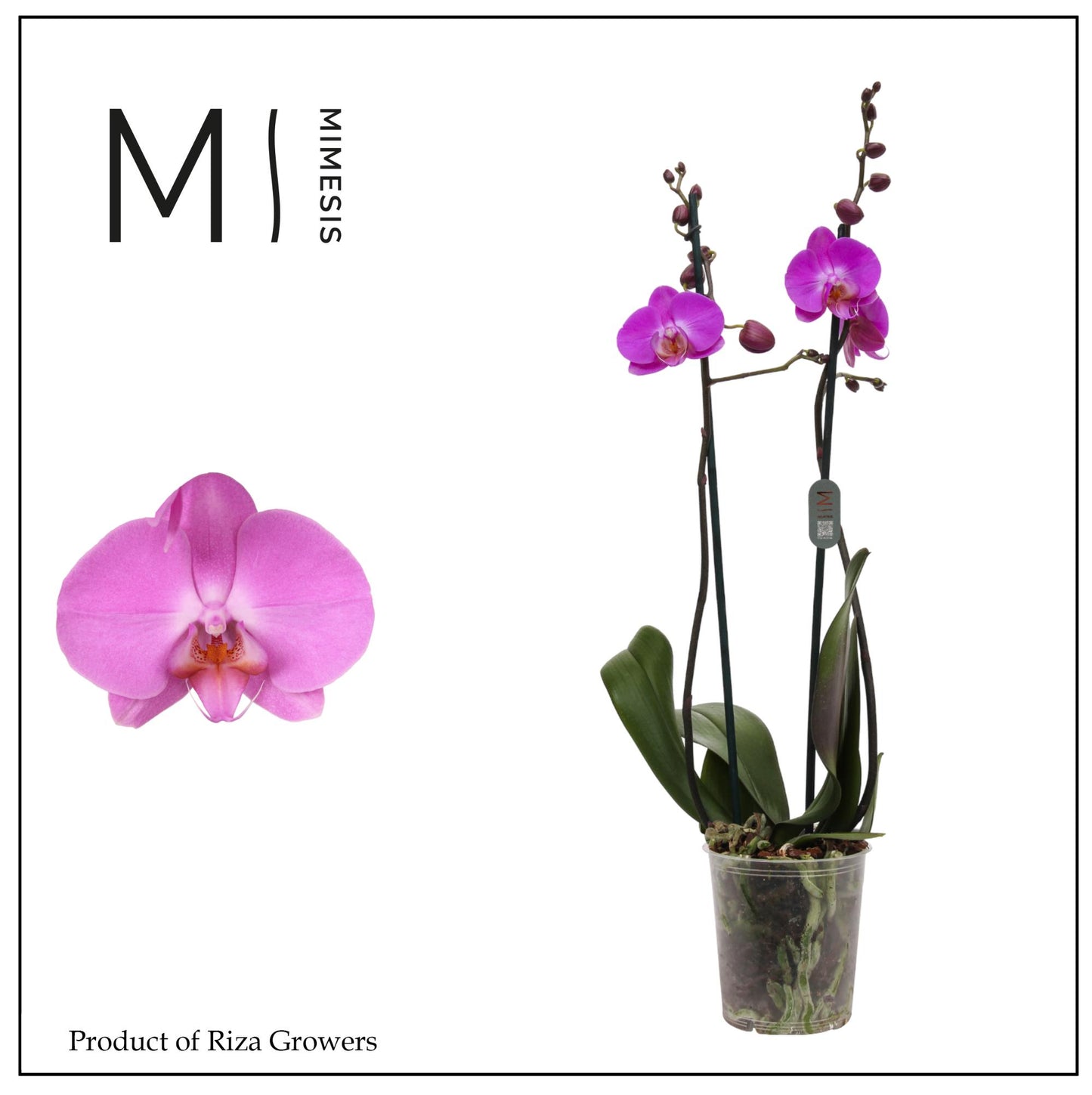 Riza Ter Laak Orchios Phalaenopsis Las Palmas Pack of 10