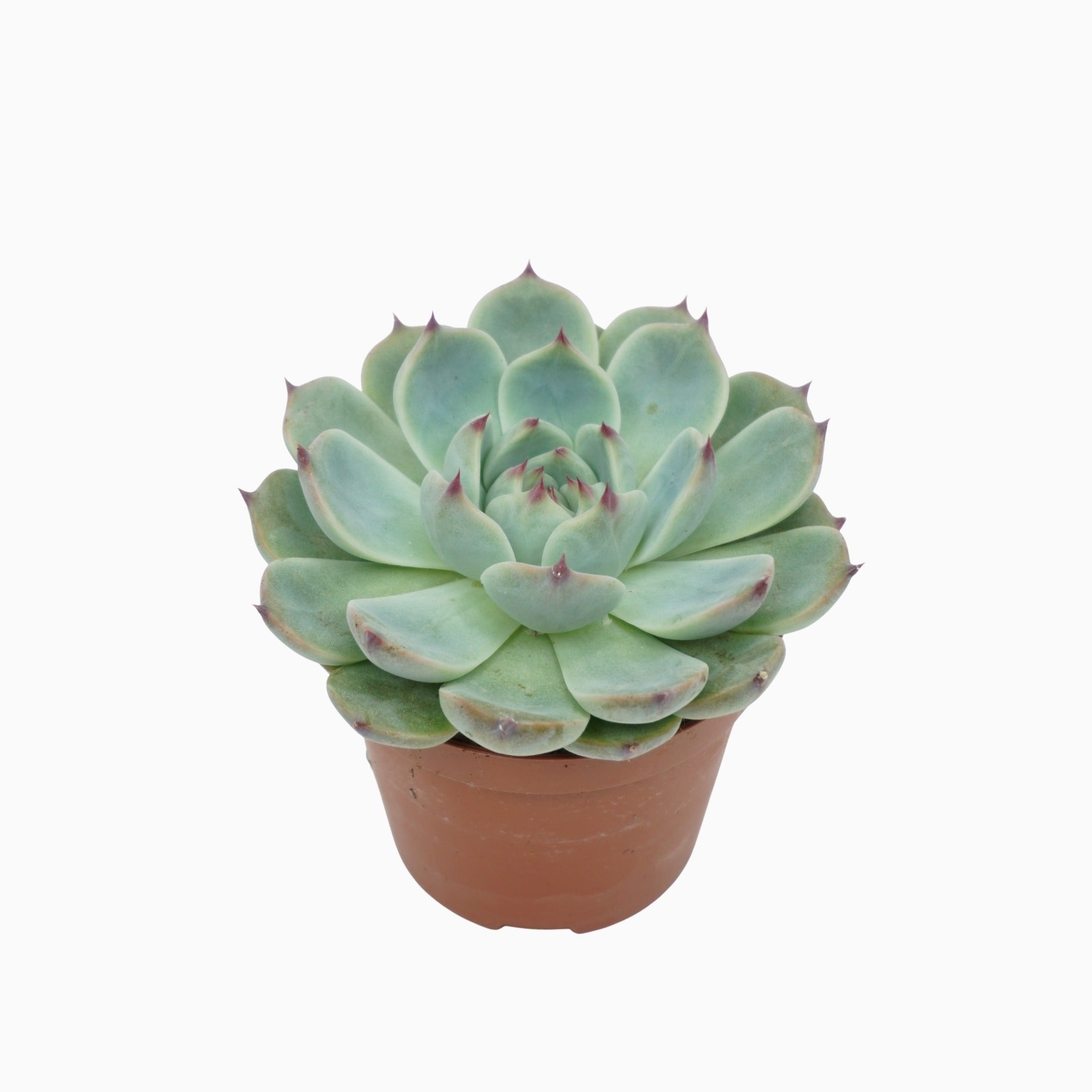 Echeveria Hybrid 10cm 8.5cm Pot