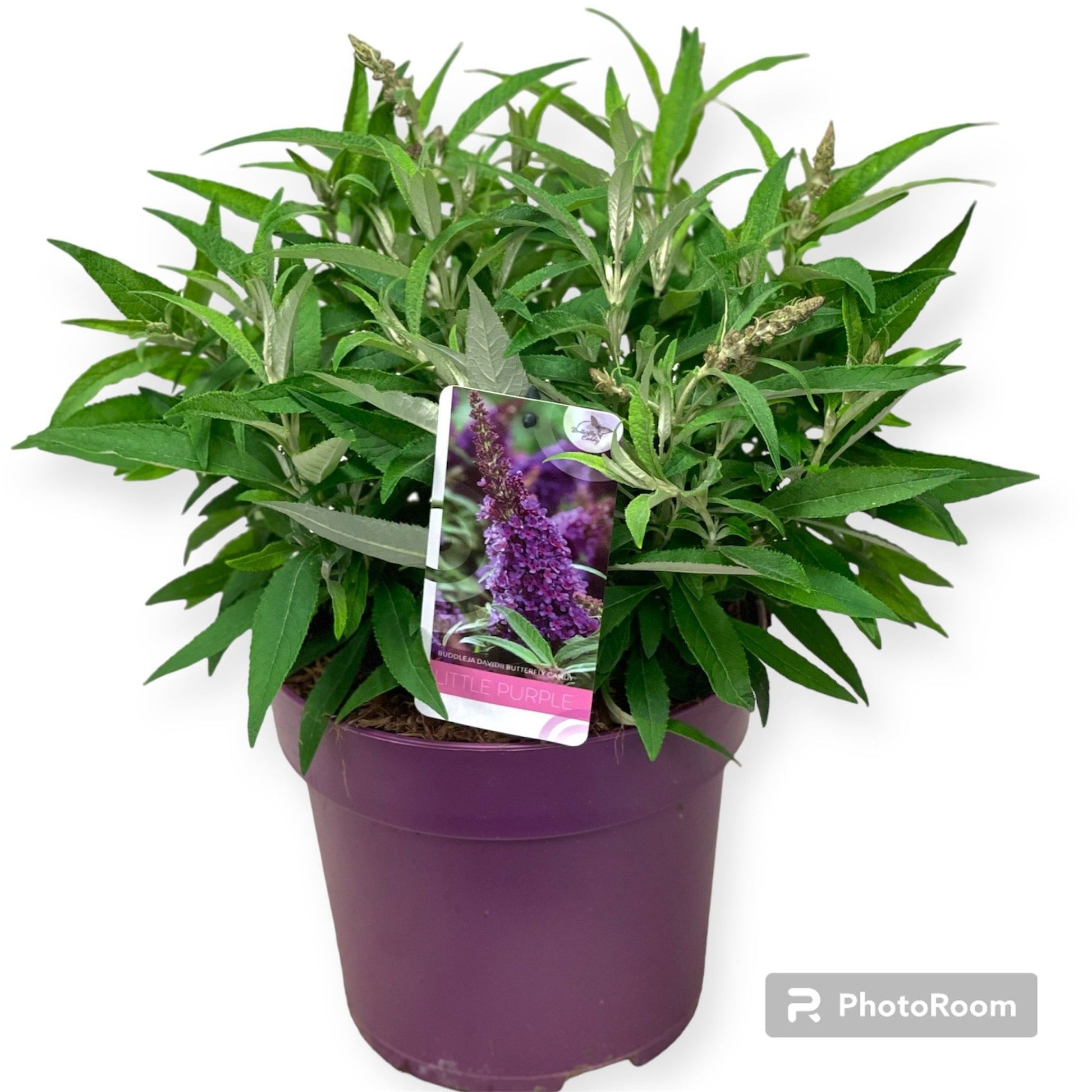 Buddleja Butterfly Candy Little Purple 60cm 23cm Pot