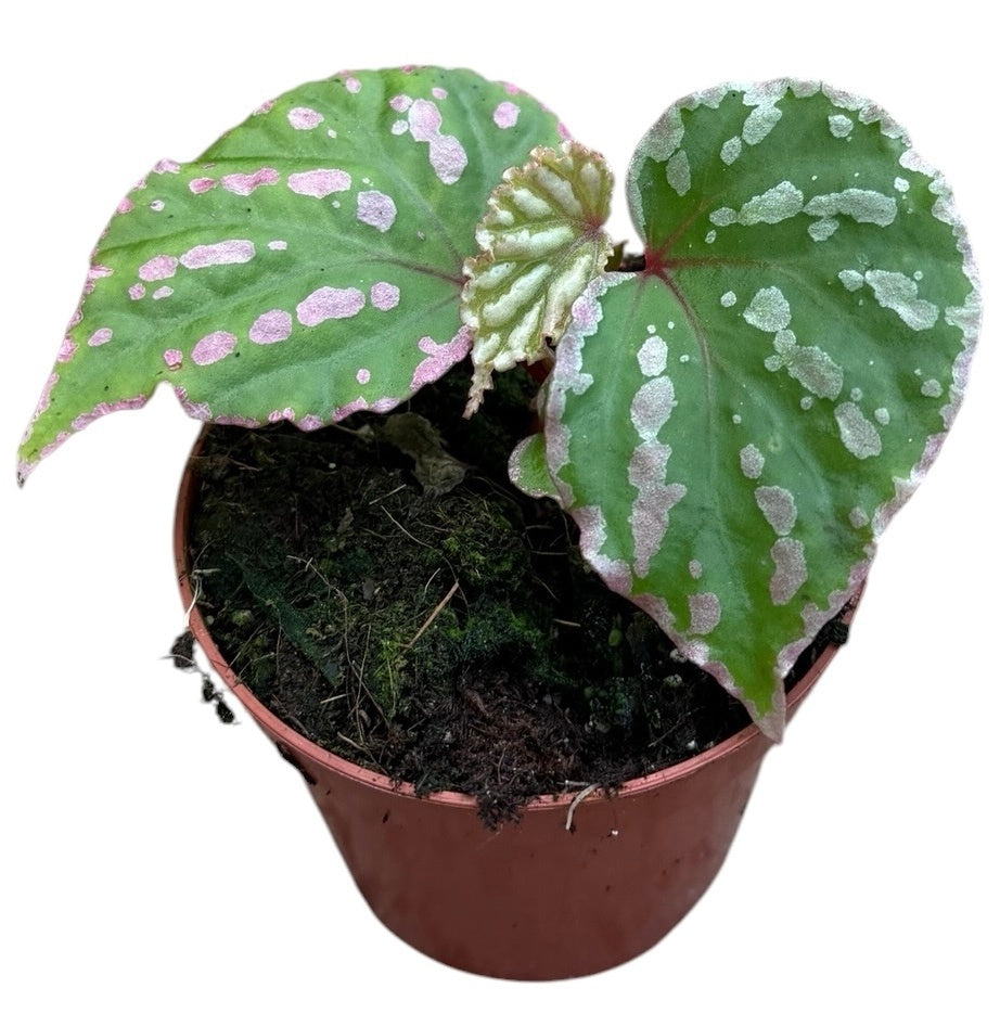 Begonia Cottage Bright Red 12cm 8cm Pot
