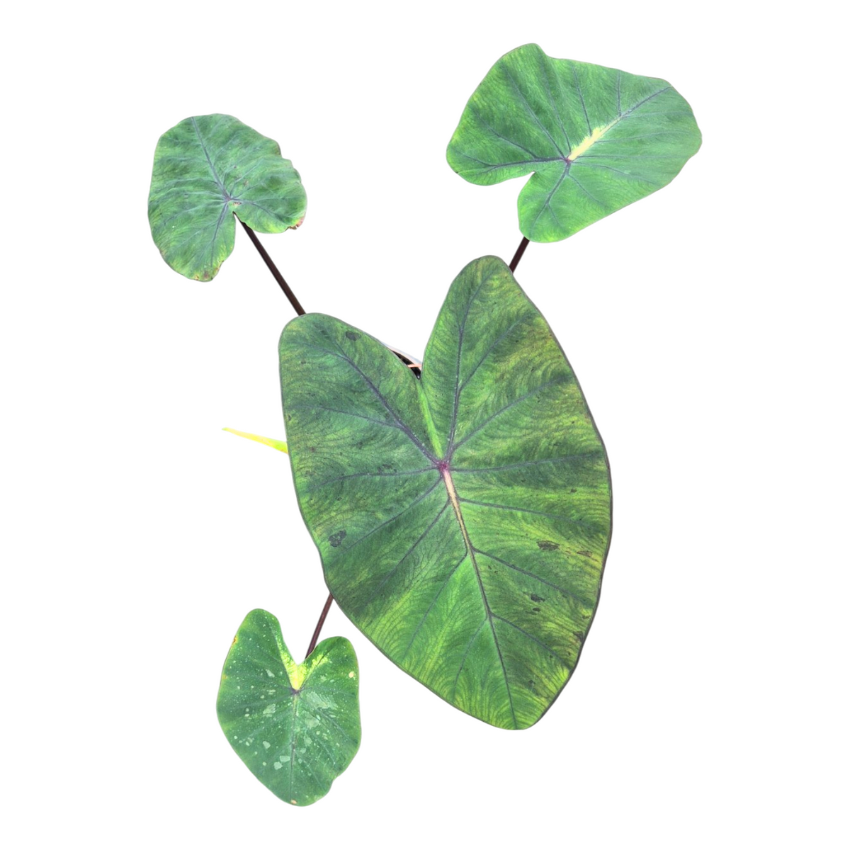 Colocasia Pharaohs Mask 40cm 13cm Pot