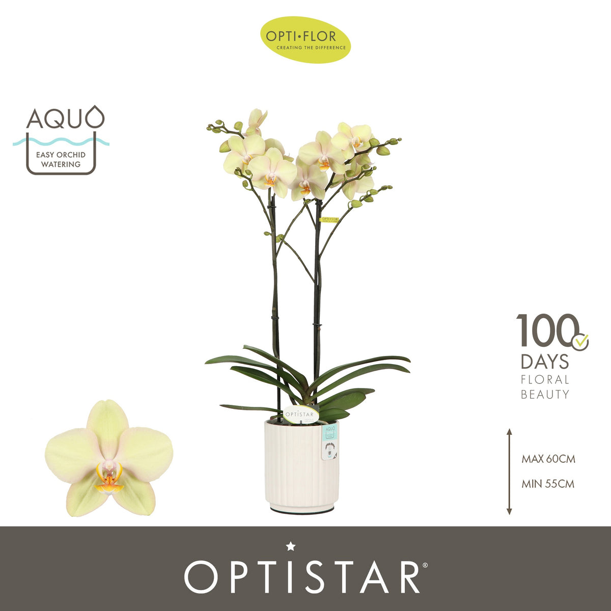 Phalaenopsis yellow 60cm 12cm Pot