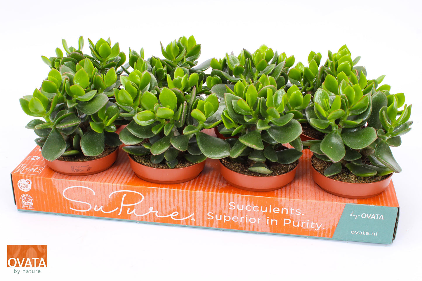 Crassula Hulk 15cm 12cm Pot