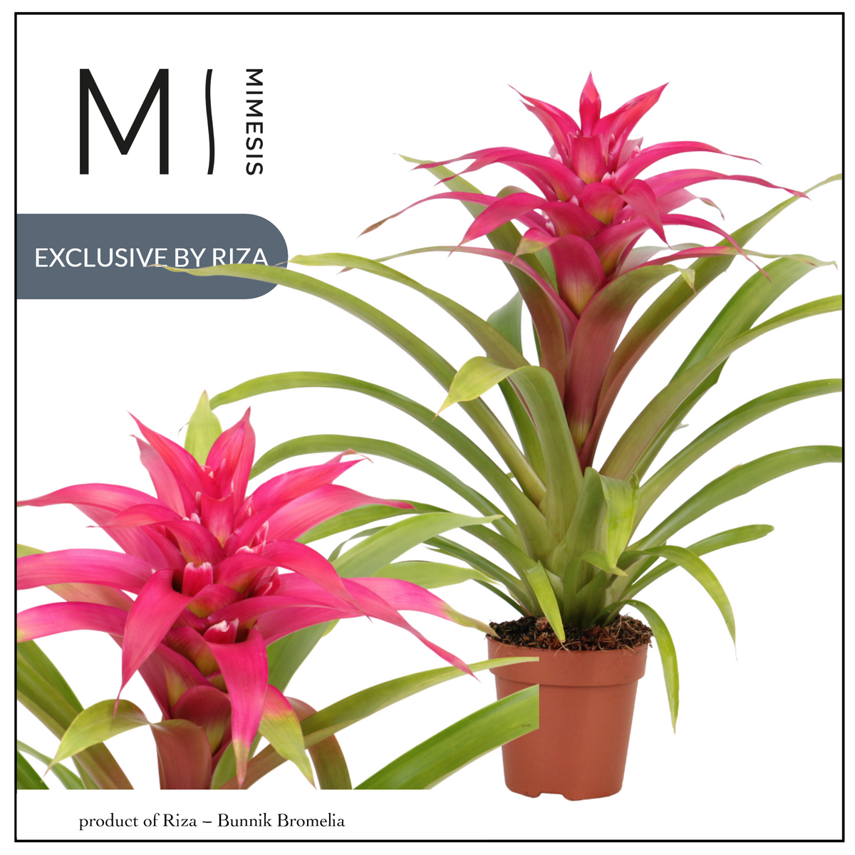 Riza Bromelia Specialist Guzmania Deseo Pink Pack of 10