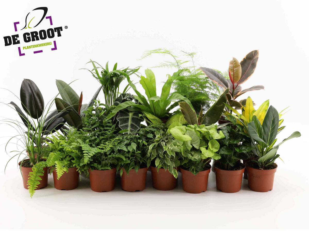 Foliage houseplants mix 35cm 12cm Pot