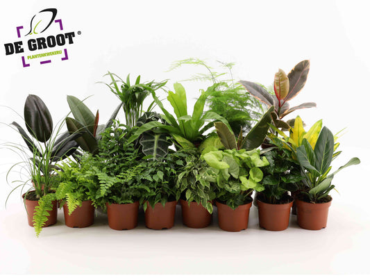 Foliage houseplants mix 35cm 12cm Pot