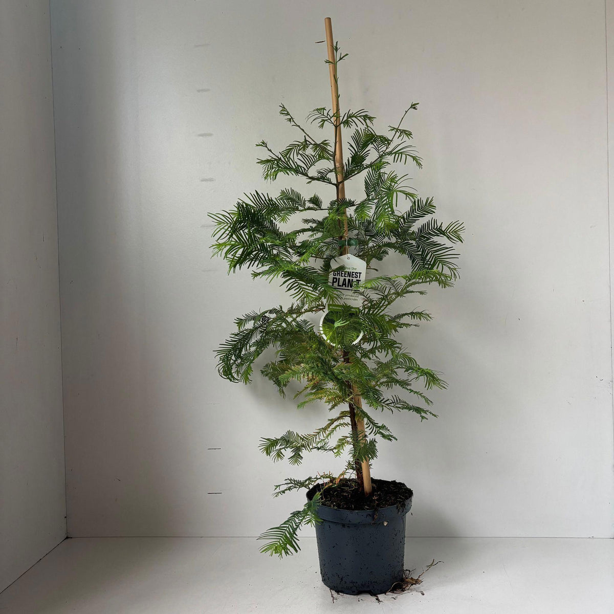 Metasequoia glyptostroboides 100cm 19cm Pot