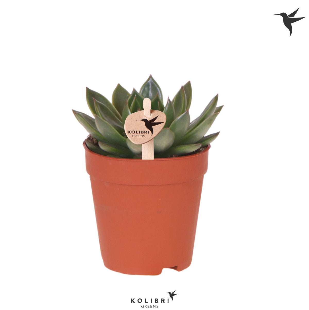 Echeveria Hybrid 13cm 9cm Pot
