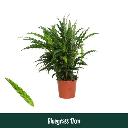 Calathea Blue Grass 65cm 17cm Pot