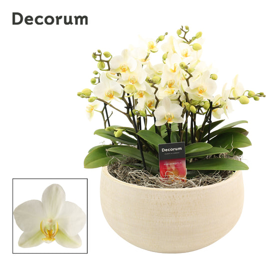 Phalaenopsis mf. Lausanne 35cm 27cm Pot
