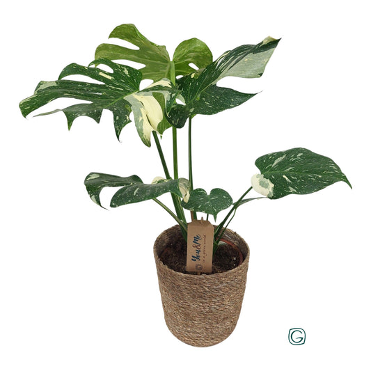 Monstera Thai Constellation 65cm 17cm Pot