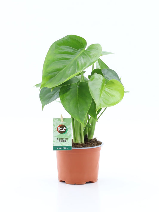 Monstera deliciosa 40cm 12cm Pot