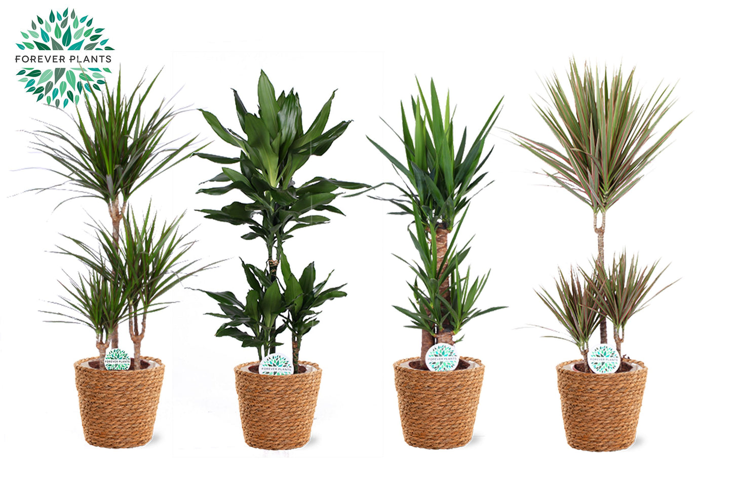 Foliage houseplants mix 90cm 21cm Pot