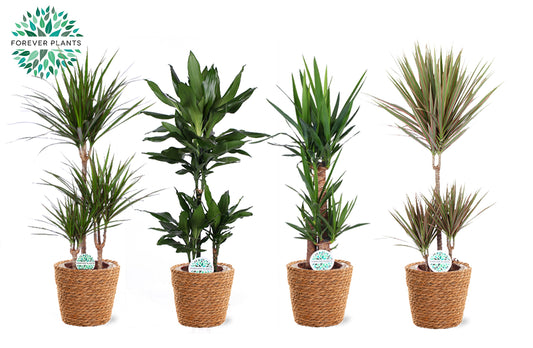 Foliage houseplants mix 90cm 21cm Pot